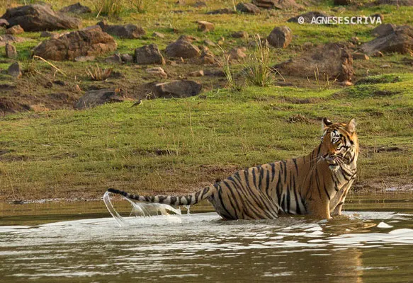 Jeune tigresse, Telia, Tadoba