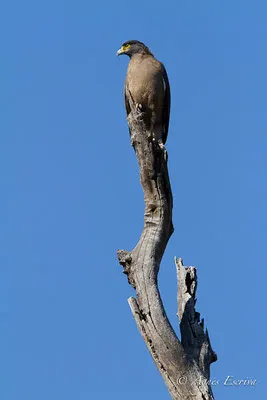 Serpent eagle