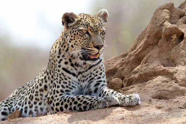 Timbavati - Afrique du Sud - Octobre 2016