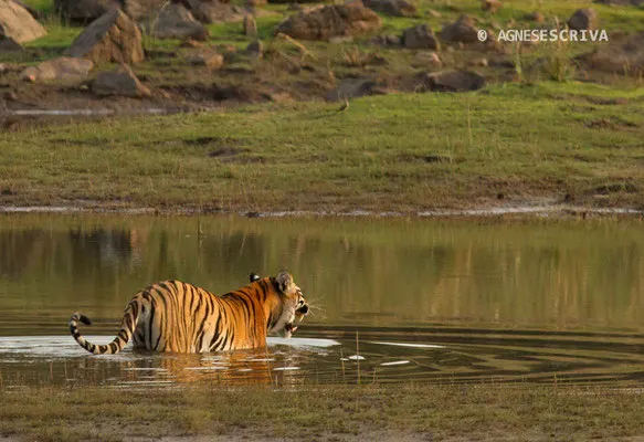 Jeune tigresse, Telia, Tadoba