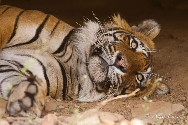La sieste