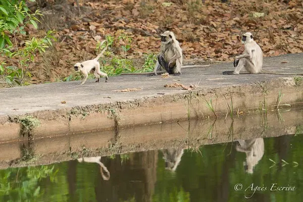 Langurs et reflets 3
