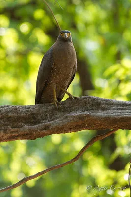Serpent eagle
