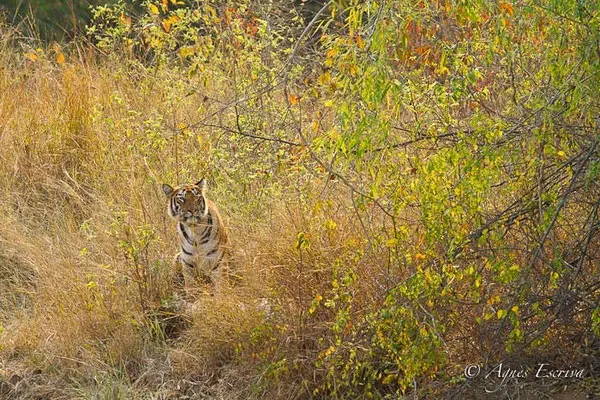 Jeune tigresse de 18 mois, Telia, Tadoba-Andhari