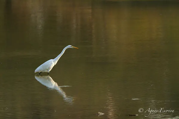 Grande aigrette