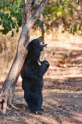 Ours lippu, Bandhavgarh