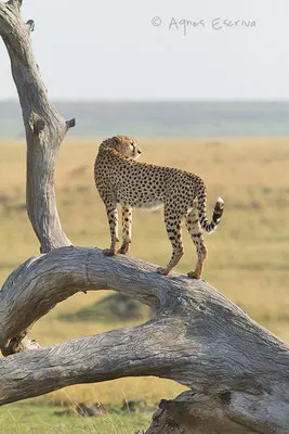 Kenya - été 2011