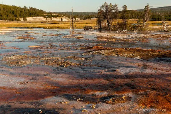 Biscuit Basin, Parc du Yellowstone