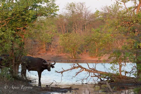 Timbavati - Afrique du Sud - Octobre 2016