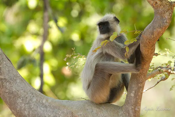 Singe langur