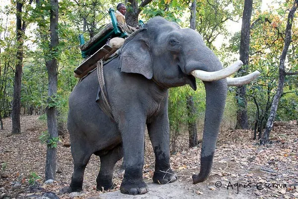 Un mahout et sa monture - Bandhavgarh, février 2010