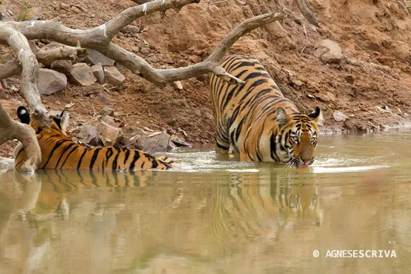 2 jeunes tigresses de 18 mois, Telia, Tadoba-Andhari