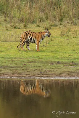 Jeune tigresse en flehmen, Telia, Tadoba