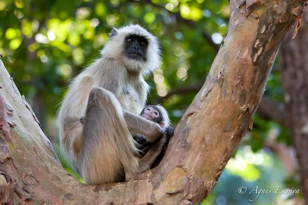 Singe entelle ou langur et son jeune