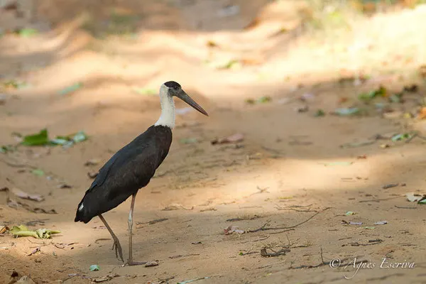 Cigogne à cou laineux