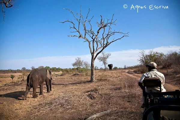 Timbavati  - Afrique du Sud, octobre 2010