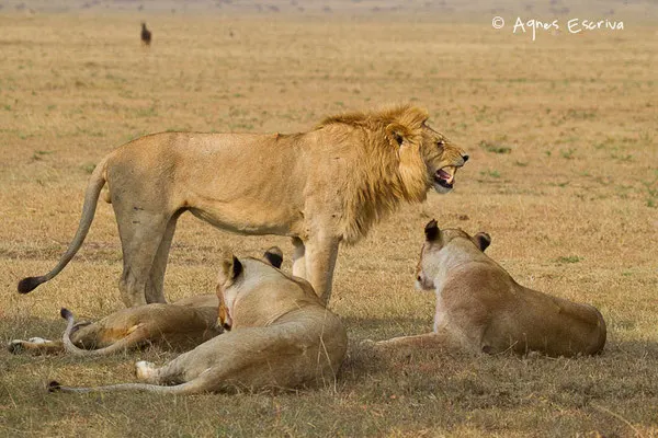 Lion et 3 lionnes de 3 ans ex ado de Bilashaka