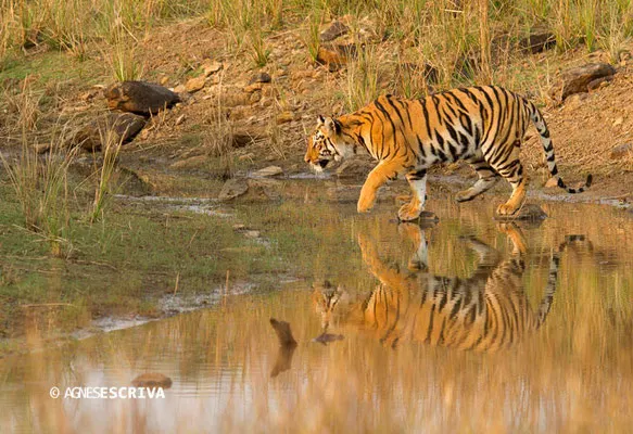 Jeune tigresse, Telia, Tadoba