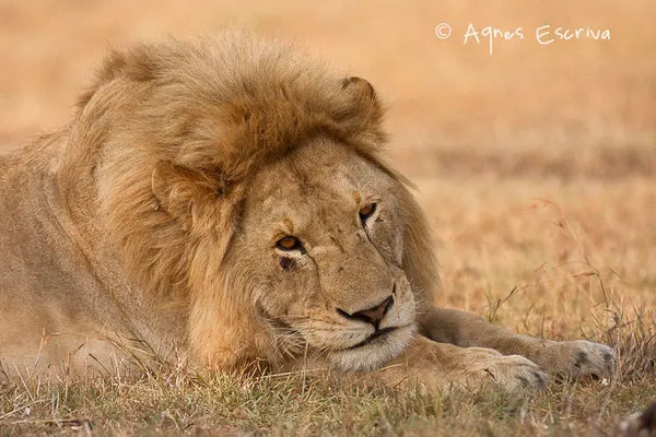 Lion de 3 ans ex ado de Bilashaka