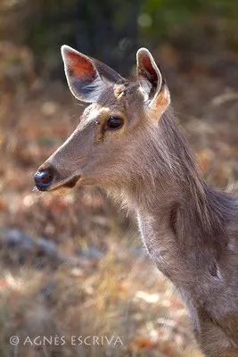 Sambar
