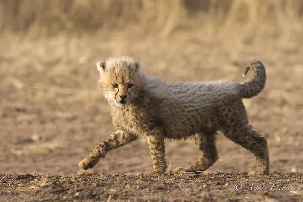 Mara - Kenya été 2016