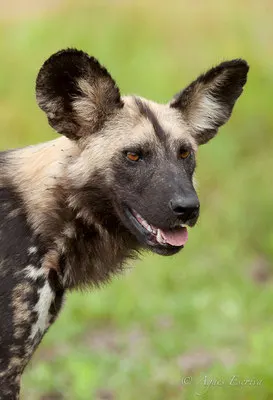 Afrique du Sud - février 2015