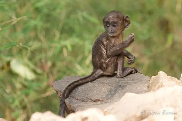 Tout jeune langur