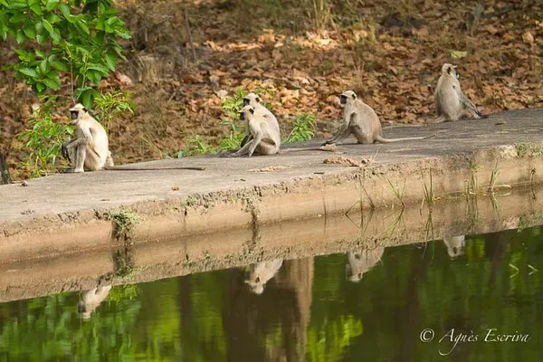 Langurs et reflets