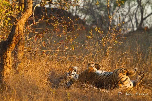 Kankati, tigresse de 6 ans, Bandhavgarh