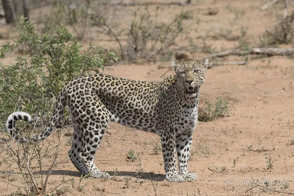 Timbavati - Afrique du Sud - Octobre 2016