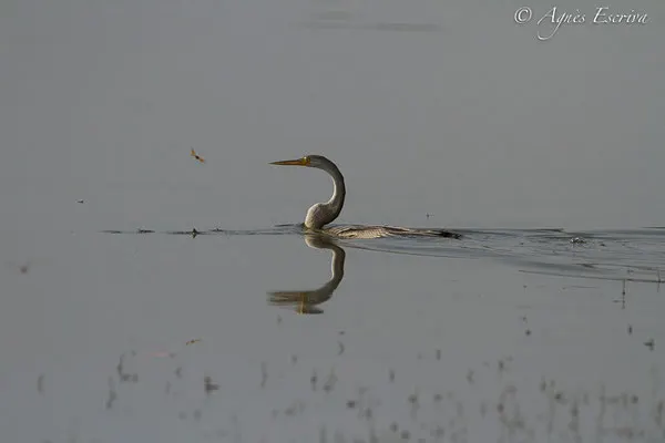 Anhinga indian et libellule