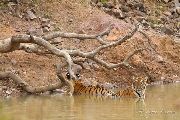 2 jeunes tigresses de 18 mois, Telia, Tadoba-Andhari