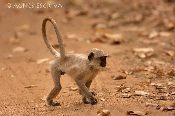 Langur traversant la piste