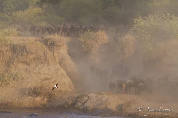 Mara - Kenya été 2016