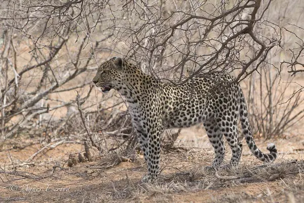 Timbavati - Afrique du Sud - Octobre 2016