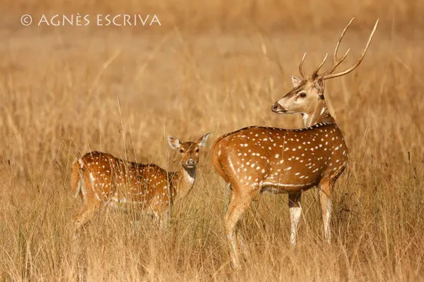 Cerfs axis