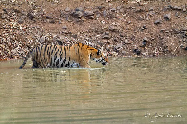 Jeune tigresse dans l'eau
