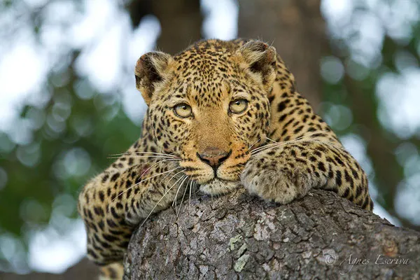 Afrique du Sud - février 2015