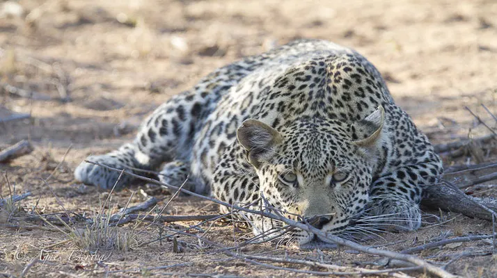 Timbavati - Afrique du Sud - Octobre 2016