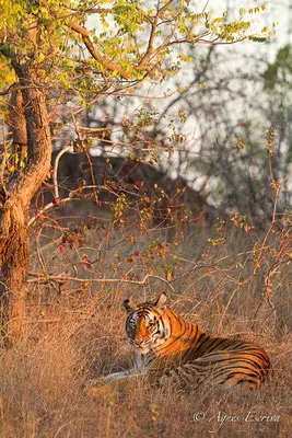 Kankati, tigresse de 6 ans, Bandhavgarh