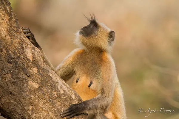 Singe langur, Ranthambore