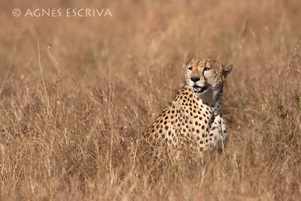 Un des 3 frères guépards - Kenya août 2010