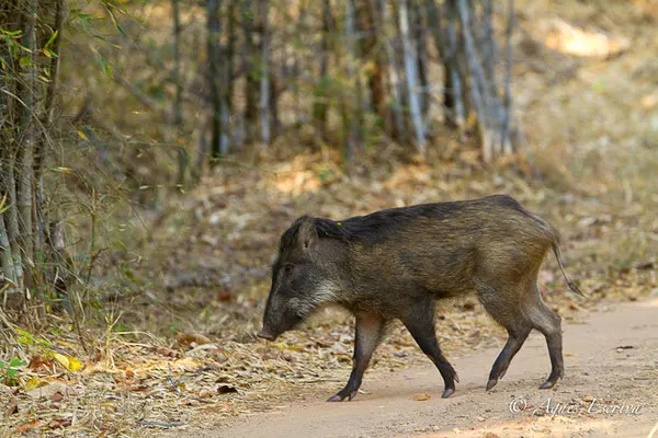 Cochon sauvage