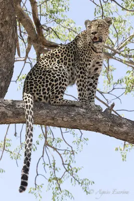 Timbavati - Afrique du Sud - Octobre 2016
