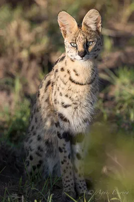 Mara - Kenya été 2017