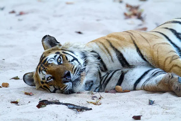 Bamera, le mâle dominant de Tala, Bandhavgarh