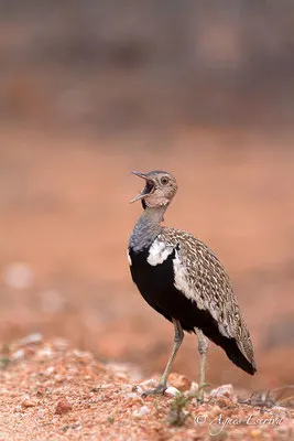 Timbavati - Afrique du Sud - Octobre 2016