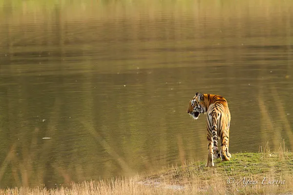 Jeune tigresse, Telia, Tadoba