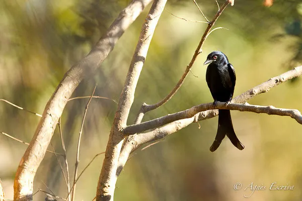 Drongo indien