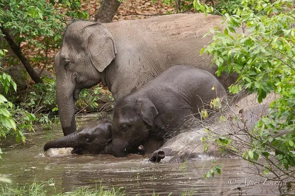 Le bain des éléphants 2